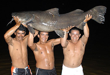 1726_Acute Angling_Jau_Zungaro zungaro.jpg 1726_Acute Angling_Jau_Zungaro zungaro.jpg